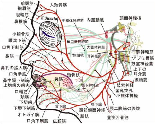 顔面神経　facial2.gif