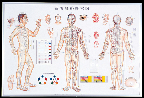 鍼灸経絡経穴図　パネル.jpg